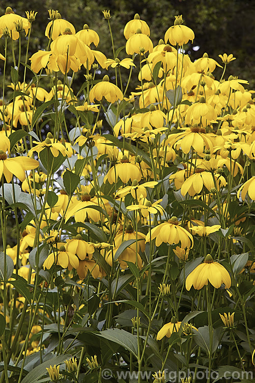 Rudbeckia laciniata, a North American perennial that grows to as much as 3m high. It flowers in late summer and early autumn. rudbeckia-2220htm'>Rudbeckia.