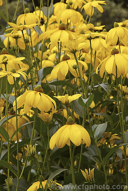 Rudbeckia laciniata, a North American perennial that grows to as much as 3m high. It flowers in late summer and early autumn. rudbeckia-2220htm'>Rudbeckia.