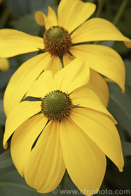 Rudbeckia laciniata, a North American perennial that grows to as much as 3m high. It flowers in late summer and early autumn. rudbeckia-2220htm'>Rudbeckia.