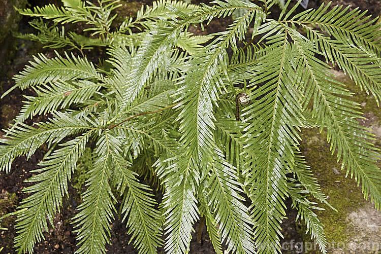 Fan Fern (<i>Sticherus flabellatus</i>), an evergreen fern native to southeastern Australia, much of New Zealand and also. Papua. New Guinea and New Caledonia. Its shining fronds weep somewhat, with a graceful layered effect. Order: Gleicheniales, Family: Gleicheniaceae
