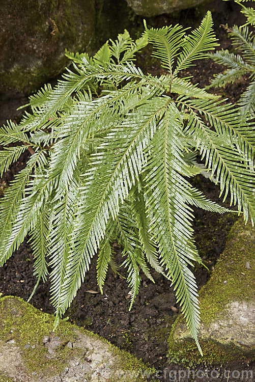 Fan Fern (<i>Sticherus flabellatus</i>), an evergreen fern native to southeastern Australia, much of New Zealand and also. Papua. New Guinea and New Caledonia. Its shining fronds weep somewhat, with a graceful layered effect. Order: Gleicheniales, Family: Gleicheniaceae
