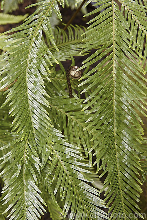 Fan Fern (<i>Sticherus flabellatus</i>), an evergreen fern native to southeastern Australia, much of New Zealand and also. Papua. New Guinea and New Caledonia. Its shining fronds weep somewhat, with a graceful layered effect. Order: Gleicheniales, Family: Gleicheniaceae