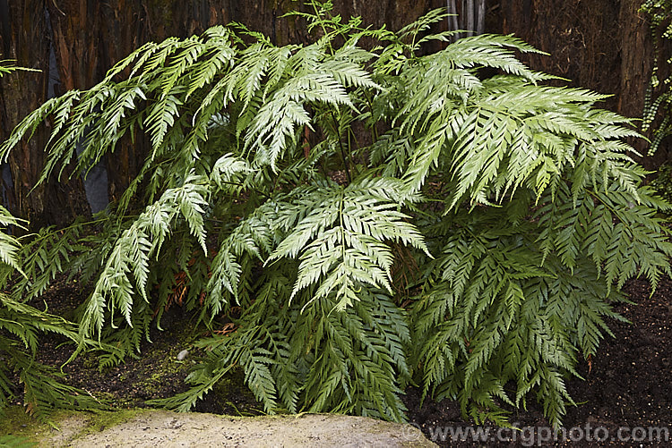 Todea barbara, a spreading, rhizomatous fern found in South Africa, Australia (including Tasmania</i>) and the far north of New Zealand It forms a dense clump of lustrous light green fronds that are up to 1m long. Order: Osmundales, Family: Osmundaceae