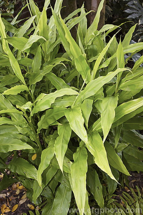 Japanese Ginger or Myoga Ginger (<i>Zingiber mioga</i>), a Japanese herbaceous perennial with stems to 1m tall and leaves up to 30cm long. Its inflorescences are up to 10cm long and are composed of small cream flowers with dark basal markings. Unlike most gingers, its is not roots that are eaten, but the young shoots and the flowers buds, which are shredded and used as a garnish.  Order: Zingiberales, Family: Zingiberaceae