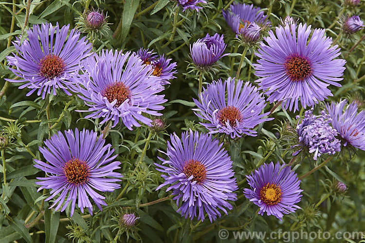 Symphyotrichum (syn. Aster</i>) novae-angliae 'Treasure', a New England aster cultivar that grows to around 16m tall, slightly higher than most of the cultivars of this autumn-flowering herbaceous daisy. symphyotrichum-2293htm'>Symphyotrichum.