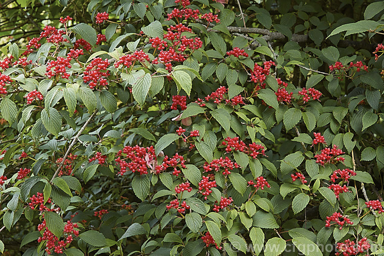 Viburnum plicatum 'Pink Beauty' in early autumn with mature red fruit 'Pink Beauty' is a cultivar of a common. Chinese and Japanese spring-flowering deciduous shrub. It has relatively small leaves and conspicuous sterile flowers with white bracts that age to bright pink. viburnum-2081htm'>Viburnum.. viburnum-2081htm'>Viburnum. <a href='adoxaceae-plant-family-photoshtml'>Adoxaceae</a>.