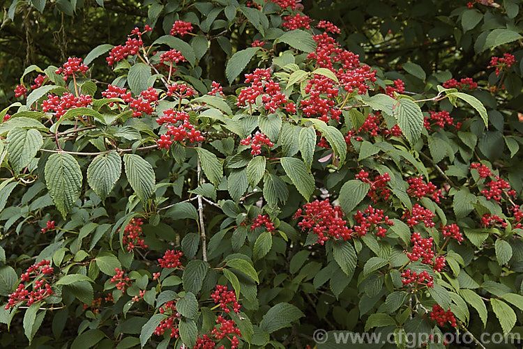 Viburnum plicatum 'Pink Beauty' in early autumn with mature red fruit 'Pink Beauty' is a cultivar of a common. Chinese and Japanese spring-flowering deciduous shrub. It has relatively small leaves and conspicuous sterile flowers with white bracts that age to bright pink. viburnum-2081htm'>Viburnum.. viburnum-2081htm'>Viburnum. <a href='adoxaceae-plant-family-photoshtml'>Adoxaceae</a>.