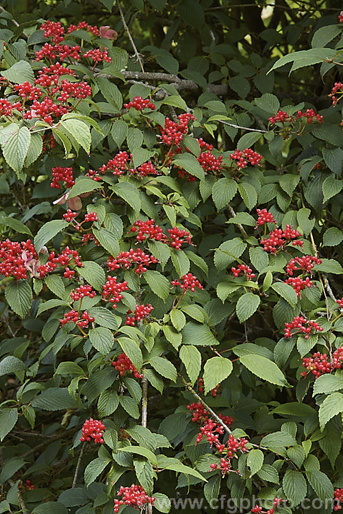 Viburnum plicatum 'Pink Beauty' in early autumn with mature red fruit 'Pink Beauty' is a cultivar of a common. Chinese and Japanese spring-flowering deciduous shrub. It has relatively small leaves and conspicuous sterile flowers with white bracts that age to bright pink. viburnum-2081htm'>Viburnum.. viburnum-2081htm'>Viburnum. <a href='adoxaceae-plant-family-photoshtml'>Adoxaceae</a>.