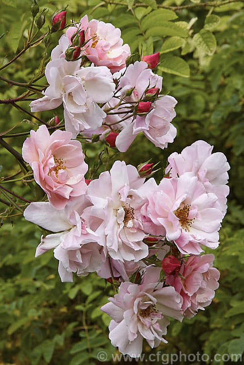 Rosa 'Marcel Bourgouin' ('Blanche. Moreau' x 'Abel. Carriere' [syns 'Belle des Jardins', 'Le. Jacobin']), a Hybrid Perpetual shrub rose bred in 1899 by Corboeuf of France. It has fragrant flowers in spring or early summer and is sometimes classified as a Gallica. Order: Rosales, Family: Rosaceae