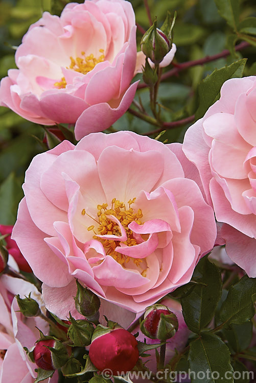Rosa 'Marcel Bourgouin' ('Blanche. Moreau' x 'Abel. Carriere' [syns 'Belle des Jardins', 'Le. Jacobin']), a Hybrid Perpetual shrub rose bred in 1899 by Corboeuf of France. It has fragrant flowers in spring or early summer and is sometimes classified as a Gallica. Order: Rosales, Family: Rosaceae