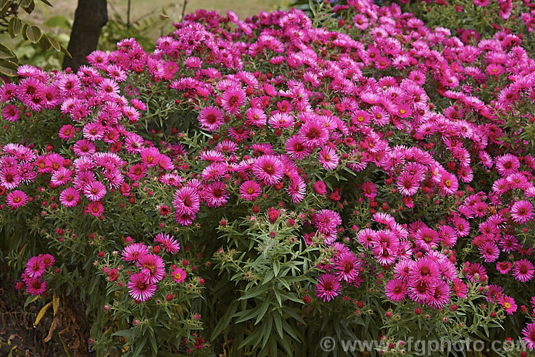 Symphyotrichum (syn. Aster</i>) novi-belgii 'Royal Ruby', this autumn-flowering. Michaelmas. Daisy, possibly a Symphyotrichum dumosus hybrid, has very distinctive semi-double, deep pinkish-red flowers. It is a semi-dwarf form that grows around 40-60cm high, but with a spread of over 1m. symphyotrichum-2293htm'>Symphyotrichum.