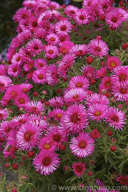 Symphyotrichum (syn. Aster</i>) novi-belgii 'Royal Ruby', this autumn-flowering. Michaelmas. Daisy, possibly a Symphyotrichum dumosus hybrid, has very distinctive semi-double, deep pinkish-red flowers. It is a semi-dwarf form that grows around 40-60cm high, but with a spread of over 1m. symphyotrichum-2293htm'>Symphyotrichum.