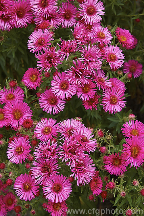 Symphyotrichum (syn. Aster</i>) novi-belgii 'Royal Ruby', this autumn-flowering. Michaelmas. Daisy, possibly a Symphyotrichum dumosus hybrid, has very distinctive semi-double, deep pinkish-red flowers. It is a semi-dwarf form that grows around 40-60cm high, but with a spread of over 1m. symphyotrichum-2293htm'>Symphyotrichum.