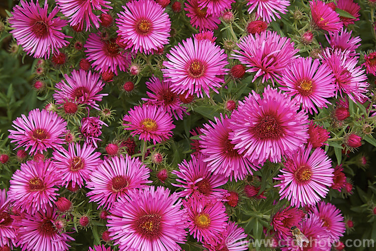 Symphyotrichum (syn. Aster</i>) novi-belgii 'Royal Ruby', this autumn-flowering. Michaelmas. Daisy, possibly a Symphyotrichum dumosus hybrid, has very distinctive semi-double, deep pinkish-red flowers. It is a semi-dwarf form that grows around 40-60cm high, but with a spread of over 1m. symphyotrichum-2293htm'>Symphyotrichum.