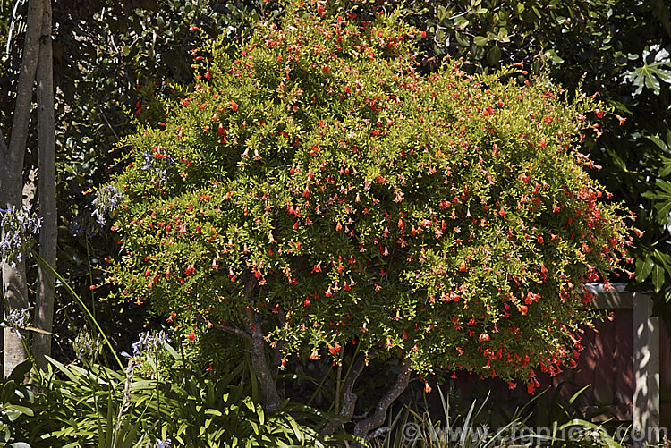 Double-flowered dwarf pomegranate (<i>Punica granatum var. nana 'Flore Pleno'), a very compact pomegranate cultivar with showy double flowers. It does not usually produce edible fruit. punica-2768htm'>Punica. <a href='lythraceae-plant-family-photoshtml'>Lythraceae</a>.