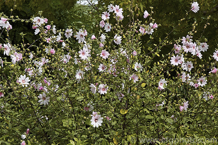 Lavatera x clementii 'Barnsley', formerly classified as a cultivar of Lavatera thuringiaca but now considered a hybrid between that species and Lavatera olbia, this very popular summer-flowering, largely soft-stemmed shrub grows to around 2m tall lavatera-3067htm'>Lavatera.