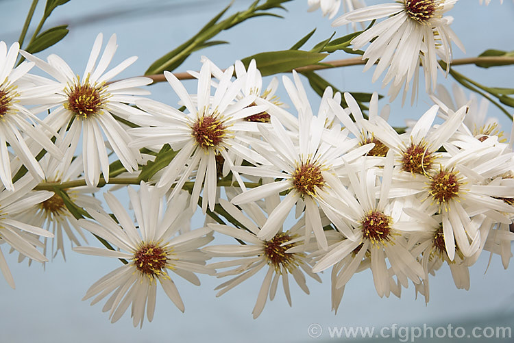 Symphyotrichum (syn. Aster</i>) novi-belgii 'Alba', a perennial autumn-flowering aster of the type commonly know as Michaelmas daisies 'Alba' is a tall cultivar that can reach 12-15m high. symphyotrichum-2293htm'>Symphyotrichum.