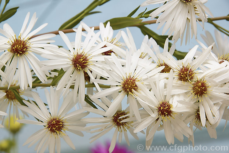 Symphyotrichum (syn. Aster</i>) novi-belgii 'Alba', a perennial autumn-flowering aster of the type commonly know as Michaelmas daisies 'Alba' is a tall cultivar that can reach 12-15m high. symphyotrichum-2293htm'>Symphyotrichum.