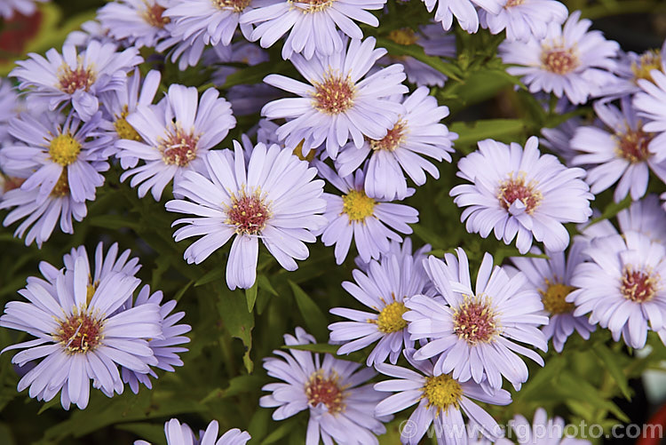 Symphyotrichum (syn. Aster</i>) novi-belgii 'Harrison's Blue', a perennial autumn-flowering aster of the type commonly know as Michaelmas daisies 'Harrison's Blue' is a compact cultivar that grows to around 60cm tall and is possibly a Symphyotrichum dumosus hybrid symphyotrichum-2293htm'>Symphyotrichum.