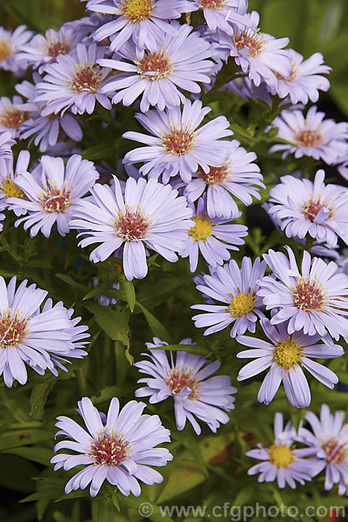 Symphyotrichum (syn. Aster</i>) novi-belgii 'Harrison's Blue', a perennial autumn-flowering aster of the type commonly know as Michaelmas daisies 'Harrison's Blue' is a compact cultivar that grows to around 60cm tall and is possibly a Symphyotrichum dumosus hybrid symphyotrichum-2293htm'>Symphyotrichum.