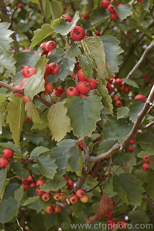 Arnold. Hawthorn (<i>Crataegus arnoldiana</i>), a deciduous shrub up to tree up to 7m tall and wide, native to the northeastern United States. It is considered to be a natural hybrid between Crataegus intricata and Crataegus mollis and is sometimes classified, along with other hybrids of the same parentage, as Crataegus x anomala. It has white flowers in spring, followed by clusters of 15cm wide, globose, bright red fruit that has coloured by late summer to early autumn. The foliage develops yellow, orange or red tones in autumn. crataegus-2134htm'>Crataegus.