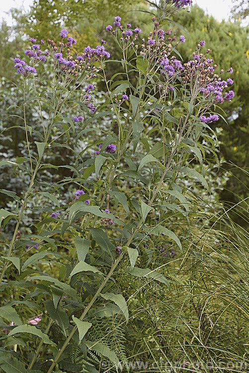 Ironweed (<i>Vernonia arkansana [syn. Vernonia crinita]), a late-summer to autumn-flowering perennial daisy native to the south-central United States. It can grow to as much as 3m tall and thrives in moist areas, such as pond margins. vernonia-3386htm'>Vernonia.