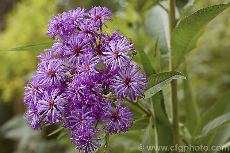 Ironweed (<i>Vernonia arkansana [syn. Vernonia crinita]), a late-summer to autumn-flowering perennial daisy native to the south-central United States. It can grow to as much as 3m tall and thrives in moist areas, such as pond margins. vernonia-3386htm'>Vernonia.
