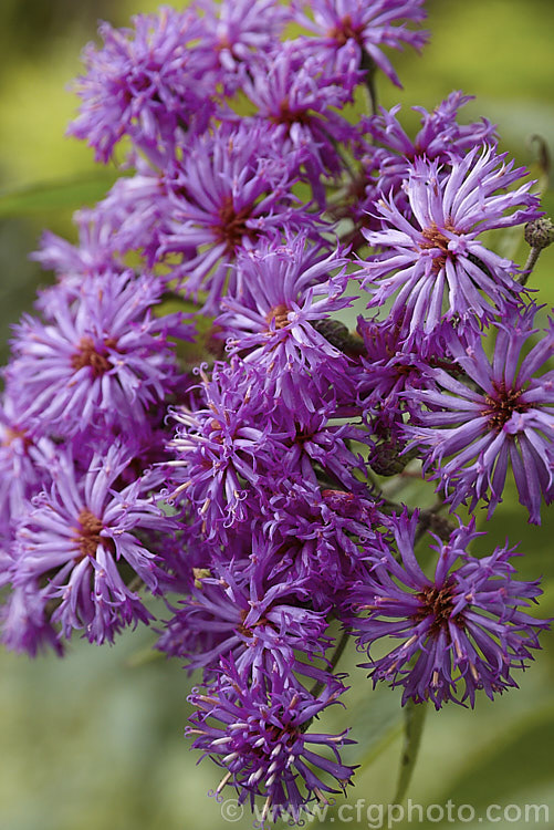 Ironweed (<i>Vernonia arkansana [syn. Vernonia crinita]), a late-summer to autumn-flowering perennial daisy native to the south-central United States. It can grow to as much as 3m tall and thrives in moist areas, such as pond margins. vernonia-3386htm'>Vernonia.