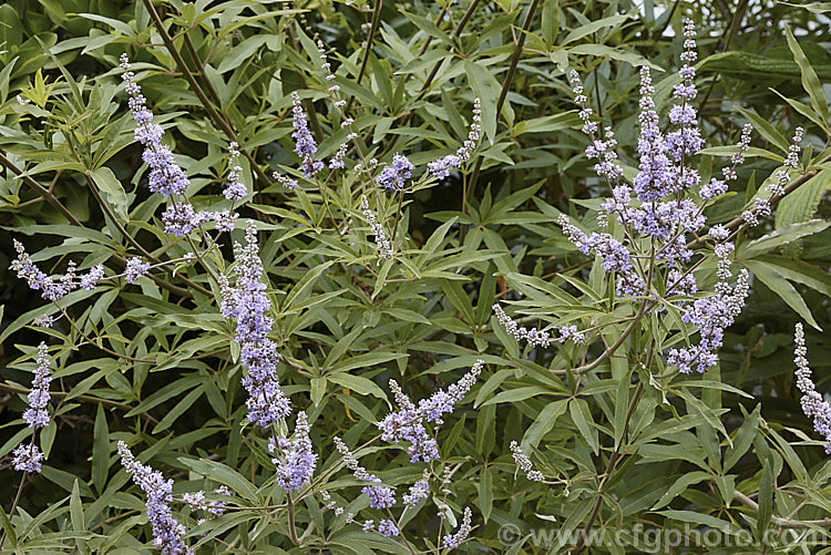 Chaste. Tree (<i>Vitex agnus-castus</i>), a late summer-flowering evergreen or semi-evergreen shrub or small tree to around 5m tall, with flower panicles to over 30cm long. Native to southern Europe it now occurs widely in the warm temperate regions and the subtropics. vitex-2927htm'>Vitex.