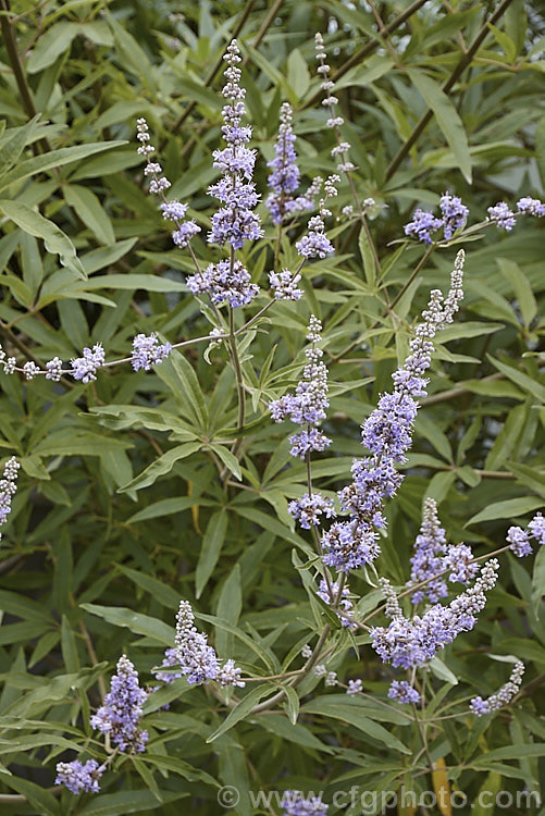 Chaste. Tree (<i>Vitex agnus-castus</i>), a late summer-flowering evergreen or semi-evergreen shrub or small tree to around 5m tall, with flower panicles to over 30cm long. Native to southern Europe it now occurs widely in the warm temperate regions and the subtropics. vitex-2927htm'>Vitex.