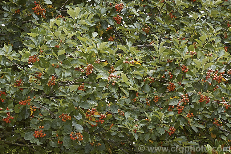 Whitebeam (<i>Sorbus aria</i>) with ripe fruit. This deciduous tree, up to 12m tall, is native to the mountains of Europe. The white spring flowers are followed by 10-12 mm diameter, orange-red fruit that matures from early autumn. sorbus-2143htm'>Sorbus.