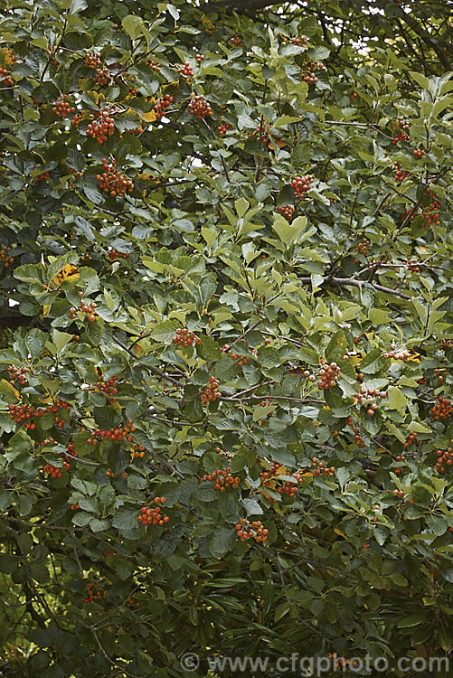 Whitebeam (<i>Sorbus aria</i>) with ripe fruit. This deciduous tree, up to 12m tall, is native to the mountains of Europe. The white spring flowers are followed by 10-12 mm diameter, orange-red fruit that matures from early autumn. sorbus-2143htm'>Sorbus.