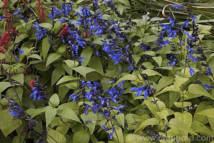 Salvia guaranitica 'Black & Blue', a cultivar of a 15m tall perennial from Brazil, Uruguay and Argentina. The bright blue flowers are reminiscent of those of Salvia patens but are smaller. In this cultivar the calyces are very dark, almost black, and contrast well with the flowers. Order: Lamiales, Family: Lamiaceae