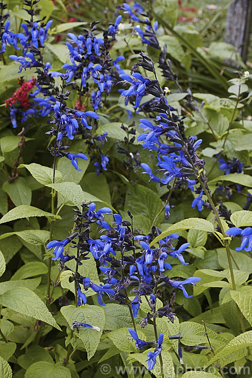 Salvia guaranitica 'Black & Blue', a cultivar of a 15m tall perennial from Brazil, Uruguay and Argentina. The bright blue flowers are reminiscent of those of Salvia patens but are smaller. In this cultivar the calyces are very dark, almost black, and contrast well with the flowers. Order: Lamiales, Family: Lamiaceae
