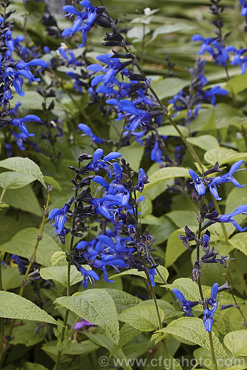 Salvia guaranitica 'Black & Blue', a cultivar of a 15m tall perennial from Brazil, Uruguay and Argentina. The bright blue flowers are reminiscent of those of Salvia patens but are smaller. In this cultivar the calyces are very dark, almost black, and contrast well with the flowers. Order: Lamiales, Family: Lamiaceae