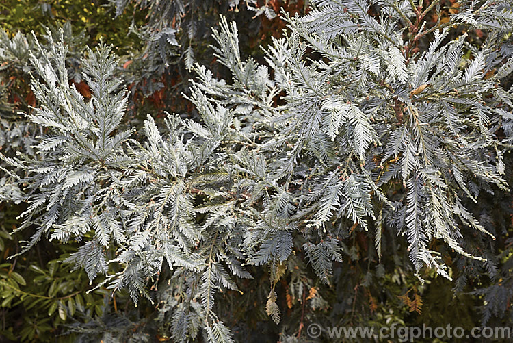The mature foliage of Sequoia sempervirens 'Filoli', a blue-green-leafed cultivar of the Coast. Redwood, an evergreen conifer from the western United States. Other than its foliage colour, 'Filoli' seem to conform to the species growth habit. sequoia-2494htm'>Sequoia. Order: Pinales, Family: Cupressaceae