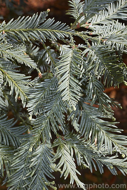 The mature foliage of Sequoia sempervirens 'Filoli', a blue-green-leafed cultivar of the Coast. Redwood, an evergreen conifer from the western United States. Other than its foliage colour, 'Filoli' seem to conform to the species growth habit. sequoia-2494htm'>Sequoia. Order: Pinales, Family: Cupressaceae