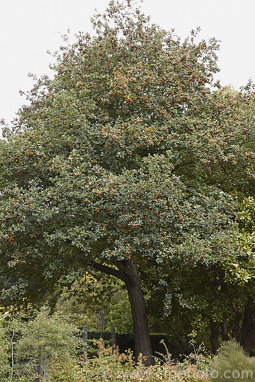 A mature. Whitebeam (<i>Sorbus aria</i>), a deciduous tree up to 12m tall, from the mountains of Europe. The white spring flowers are followed by 10-12 mm diameter, orange-red fruit that matures from early autumn. sorbus-2143htm'>Sorbus.