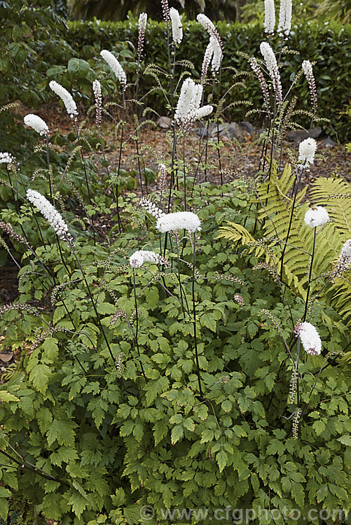 American Bugbane or Summer Cohosh (<i>Actaea podocarpa</i> [syn. <i>Cimicifuga americana</i>]), a summer- to autumn-flowering perennial from the eastern United States. Its flower stems are up to 2m tall. Order: Ranunculales, Family: Ranunculaceae