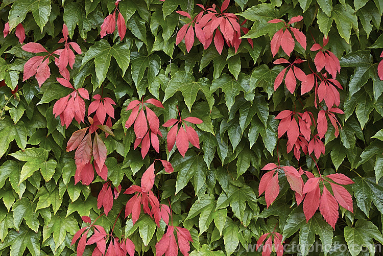 Parthenocissus quinquefolia