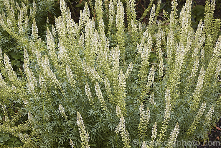 Wild Mignonette (<i>Reseda luteola</i>), an 50cm x 13m high annual or short lived perennial originally found from Europe to central Asia. It is sometimes cultivated as a cottage garden plant and also naturalises freely