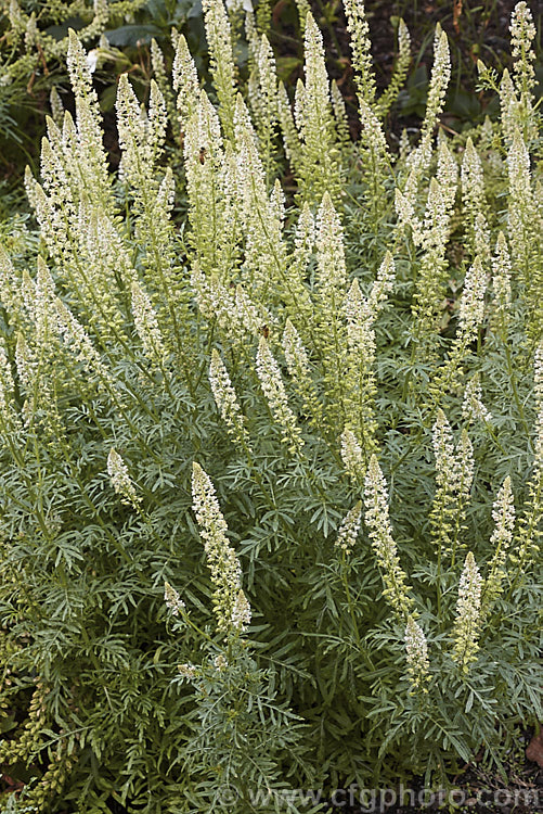 Wild Mignonette (<i>Reseda luteola</i>), an 50cm x 13m high annual or short lived perennial originally found from Europe to central Asia. It is sometimes cultivated as a cottage garden plant and also naturalises freely