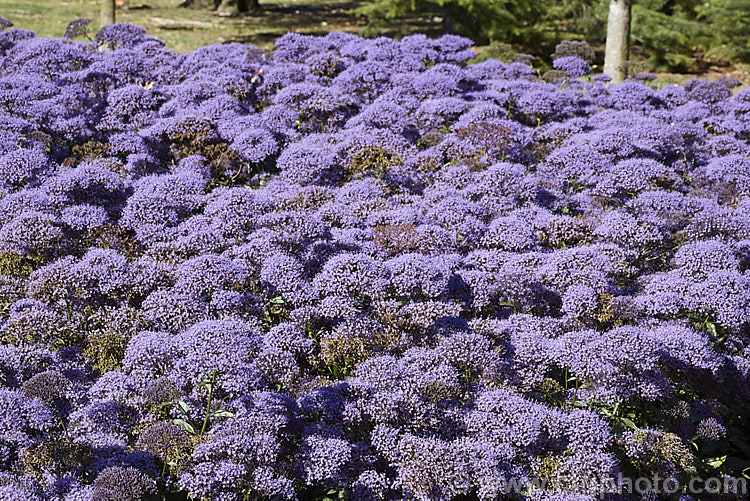 Trachelium caeruleum, a woody-stemmed western and central Mediterranean perennial that is often treated as a summer annual. There are several cultivated forms in shades of mauve-blue, purple and white. trachelium-3361htm'>Trachelium. <a href='campanulaceae-plant-family-photoshtml'>Campanulaceae</a>.