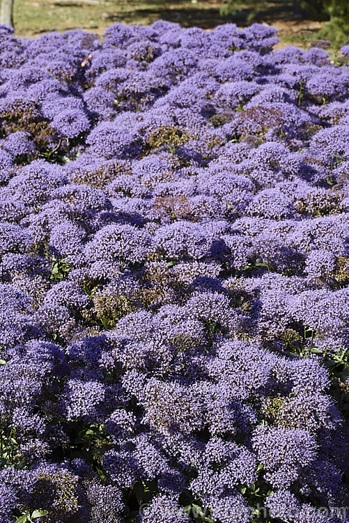 Trachelium caeruleum, a woody-stemmed western and central Mediterranean perennial that is often treated as a summer annual. There are several cultivated forms in shades of mauve-blue, purple and white. trachelium-3361htm'>Trachelium. <a href='campanulaceae-plant-family-photoshtml'>Campanulaceae</a>.