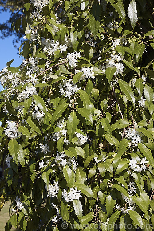 Houhere or Lacebark (<i>Hoheria populnea</i>), an evergreen tree native to New Zealand It bears its clusters of small white flowers in late summer and can grow to 10m tall hoheria-2055htm'>Hoheria.