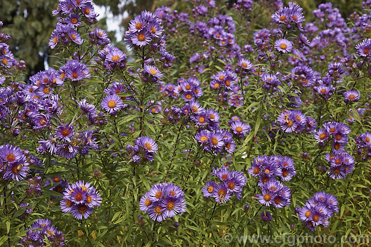 Aromatic. Aster (<i>Symphyotrichum oblongifolium [syn. Aster oblongifolius]), an autumn flowering herbaceous perennial found over much of North America east of the Rockies. It can grow to over 15m tall, with a considerable spread. symphyotrichum-2293htm'>Symphyotrichum.