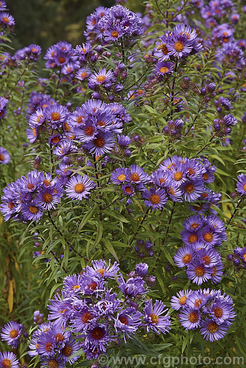 Aromatic. Aster (<i>Symphyotrichum oblongifolium [syn. Aster oblongifolius]), an autumn flowering herbaceous perennial found over much of North America east of the Rockies. It can grow to over 15m tall, with a considerable spread. symphyotrichum-2293htm'>Symphyotrichum.