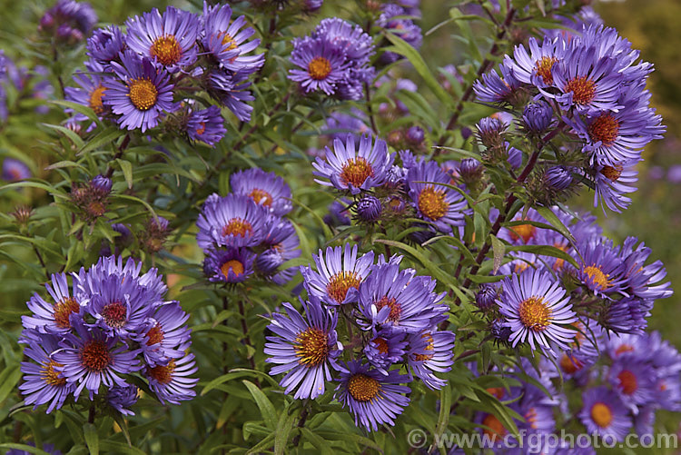 Aromatic. Aster (<i>Symphyotrichum oblongifolium [syn. Aster oblongifolius]), an autumn flowering herbaceous perennial found over much of North America east of the Rockies. It can grow to over 15m tall, with a considerable spread. symphyotrichum-2293htm'>Symphyotrichum.