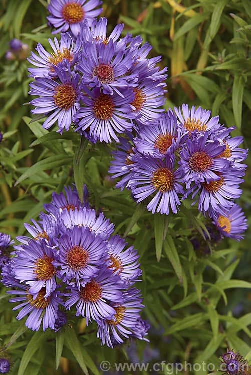 Aromatic. Aster (<i>Symphyotrichum oblongifolium [syn. Aster oblongifolius]), an autumn flowering herbaceous perennial found over much of North America east of the Rockies. It can grow to over 15m tall, with a considerable spread. symphyotrichum-2293htm'>Symphyotrichum.