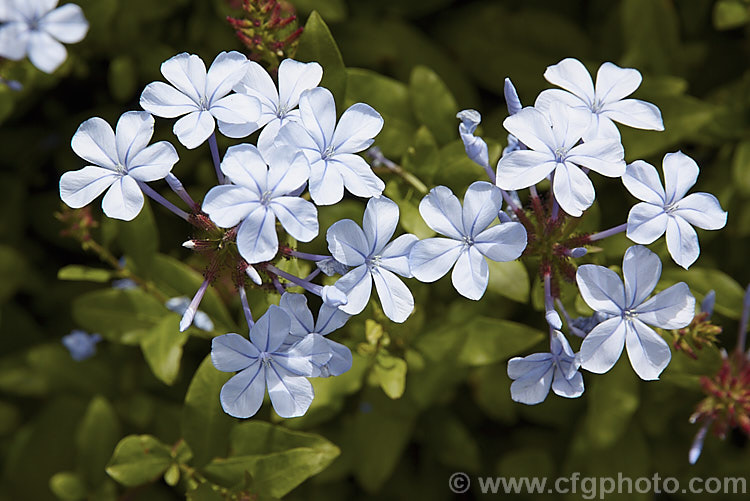 Cape. Leadwort (<i>Plumbago auriculata [syn. Plumbago capensis]), a lax, summer- to autumn-flowering, evergreen shrub native to South Africa. It is often trained as a climber or hedging plant. plumbago-2745htm'>Plumbago. <a href='plumbaginaceae-plant-family-photoshtml'>Plumbaginaceae</a>.